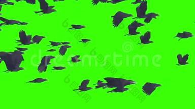鸟群乌鸦动物鸟绿屏三维渲染动画